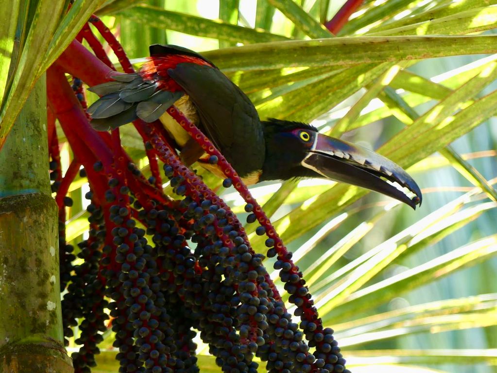 Bijzondere vogels Costa Rica